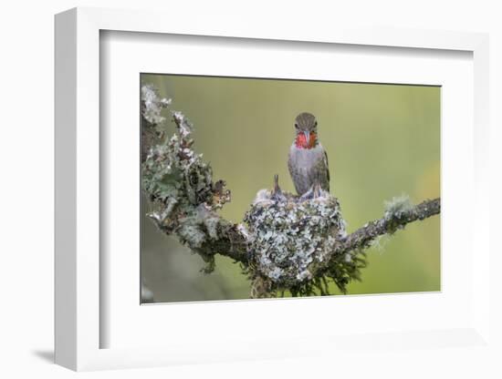 WA. Anna's Hummingbird (Calypte anna) female feeding two chicks at nest in Marymoor Park, Redmond.-Gary Luhm-Framed Photographic Print