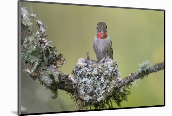 WA. Anna's Hummingbird (Calypte anna) female feeding two chicks at nest in Marymoor Park, Redmond.-Gary Luhm-Mounted Photographic Print