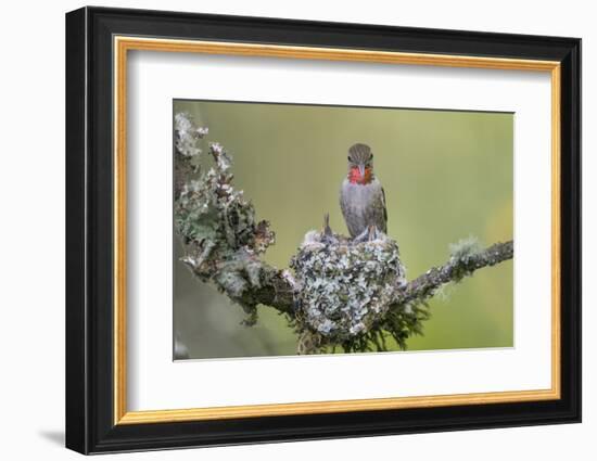 WA. Anna's Hummingbird (Calypte anna) female feeding two chicks at nest in Marymoor Park, Redmond.-Gary Luhm-Framed Photographic Print