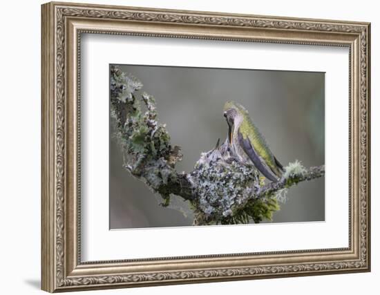 WA. Anna's Hummingbird (Calypte anna) female feeding two chicks at nest in Marymoor Park, Redmond.-Gary Luhm-Framed Photographic Print