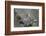 WA. Anna's Hummingbird (Calypte anna) female feeding two chicks at nest in Marymoor Park, Redmond.-Gary Luhm-Framed Photographic Print