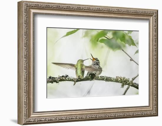 WA. Anna's Hummingbird gets ready to feed a just-fledged chick on a branch-Gary Luhm-Framed Photographic Print