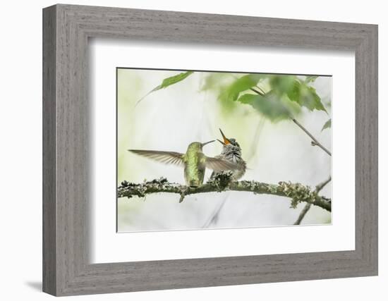 WA. Anna's Hummingbird gets ready to feed a just-fledged chick on a branch-Gary Luhm-Framed Photographic Print