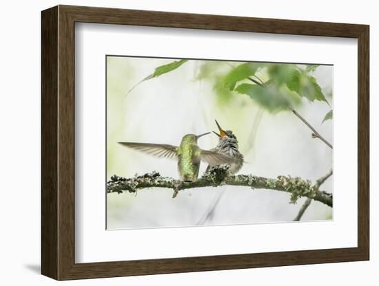 WA. Anna's Hummingbird gets ready to feed a just-fledged chick on a branch-Gary Luhm-Framed Photographic Print