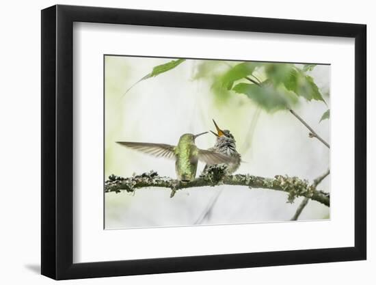 WA. Anna's Hummingbird gets ready to feed a just-fledged chick on a branch-Gary Luhm-Framed Photographic Print