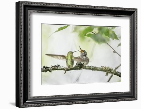 WA. Anna's Hummingbird gets ready to feed a just-fledged chick on a branch-Gary Luhm-Framed Photographic Print