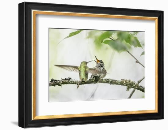 WA. Anna's Hummingbird gets ready to feed a just-fledged chick on a branch-Gary Luhm-Framed Photographic Print