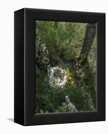 WA. Anna's Hummingbird nest with two coffee-bean-sized eggs on a tree branch-Gary Luhm-Framed Premier Image Canvas