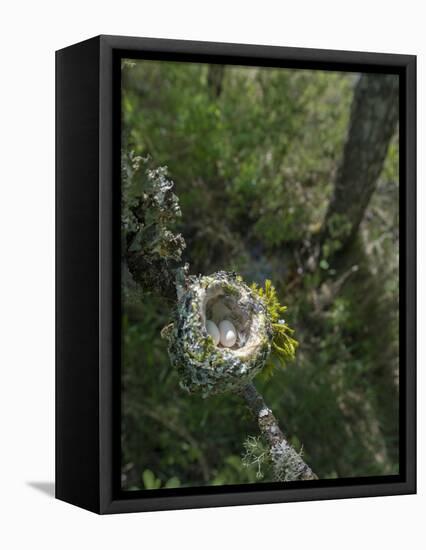 WA. Anna's Hummingbird nest with two coffee-bean-sized eggs on a tree branch-Gary Luhm-Framed Premier Image Canvas