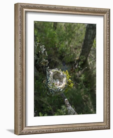 WA. Anna's Hummingbird nest with two coffee-bean-sized eggs on a tree branch-Gary Luhm-Framed Photographic Print