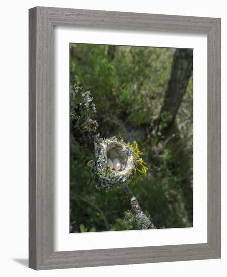 WA. Anna's Hummingbird nest with two coffee-bean-sized eggs on a tree branch-Gary Luhm-Framed Photographic Print