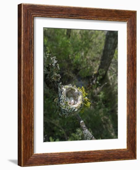 WA. Anna's Hummingbird nest with two coffee-bean-sized eggs on a tree branch-Gary Luhm-Framed Photographic Print