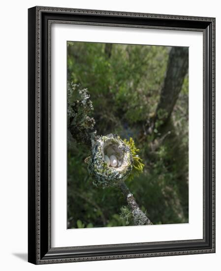 WA. Anna's Hummingbird nest with two coffee-bean-sized eggs on a tree branch-Gary Luhm-Framed Photographic Print