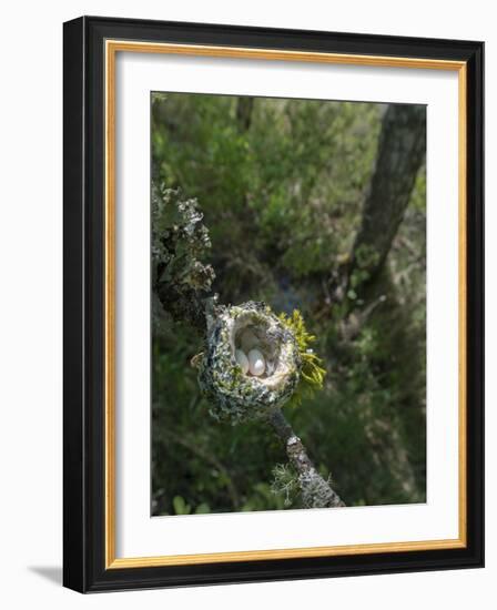 WA. Anna's Hummingbird nest with two coffee-bean-sized eggs on a tree branch-Gary Luhm-Framed Photographic Print