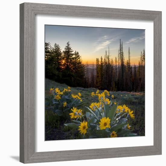 WA. Arrowleaf Balsamroot at sunrise in a meadow at Tronsen Ridge-Gary Luhm-Framed Photographic Print