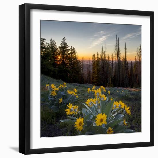 WA. Arrowleaf Balsamroot at sunrise in a meadow at Tronsen Ridge-Gary Luhm-Framed Photographic Print