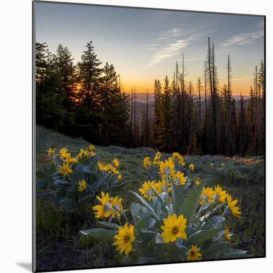 WA. Arrowleaf Balsamroot at sunrise in a meadow at Tronsen Ridge-Gary Luhm-Mounted Photographic Print