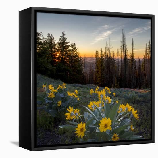WA. Arrowleaf Balsamroot at sunrise in a meadow at Tronsen Ridge-Gary Luhm-Framed Premier Image Canvas