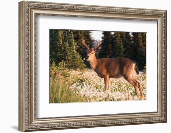 WA. Black-tailed deer, a buck in velvet, eating Avalanche Lily in a subalpine meadow at Olympic NP.-Gary Luhm-Framed Photographic Print