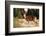 WA. Black-tailed deer, a buck in velvet, eating Avalanche Lily in a subalpine meadow at Olympic NP.-Gary Luhm-Framed Photographic Print