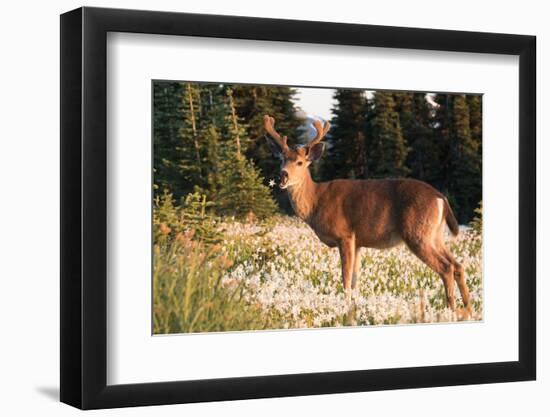 WA. Black-tailed deer, a buck in velvet, eating Avalanche Lily in a subalpine meadow at Olympic NP.-Gary Luhm-Framed Photographic Print