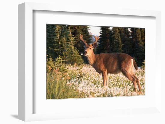 WA. Black-tailed deer, a buck in velvet, eating Avalanche Lily in a subalpine meadow at Olympic NP.-Gary Luhm-Framed Photographic Print