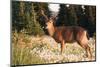 WA. Black-tailed deer, a buck in velvet, eating Avalanche Lily in a subalpine meadow at Olympic NP.-Gary Luhm-Mounted Photographic Print