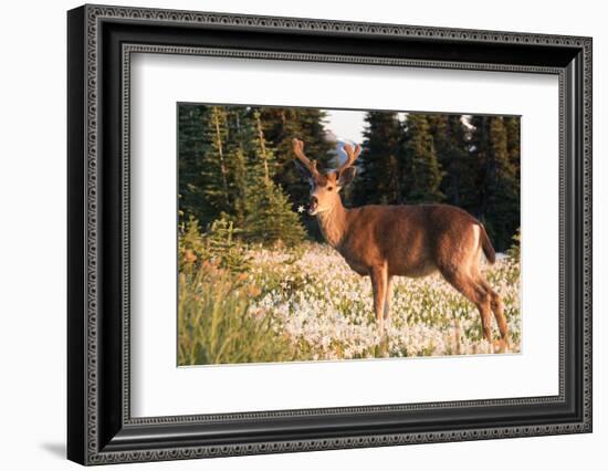 WA. Black-tailed deer, a buck in velvet, eating Avalanche Lily in a subalpine meadow at Olympic NP.-Gary Luhm-Framed Photographic Print