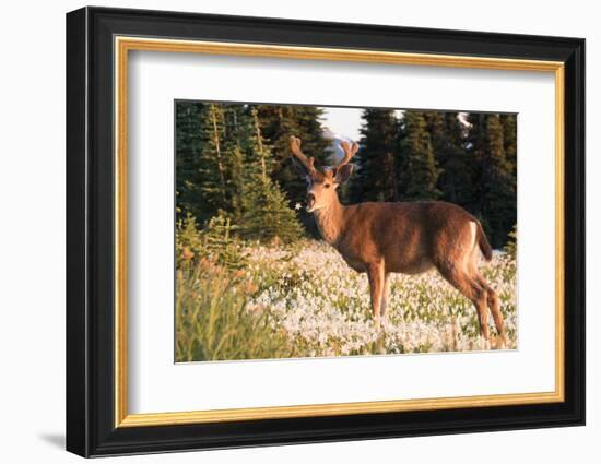 WA. Black-tailed deer, a buck in velvet, eating Avalanche Lily in a subalpine meadow at Olympic NP.-Gary Luhm-Framed Photographic Print