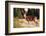 WA. Black-tailed deer, a buck in velvet, eating Avalanche Lily in a subalpine meadow at Olympic NP.-Gary Luhm-Framed Photographic Print