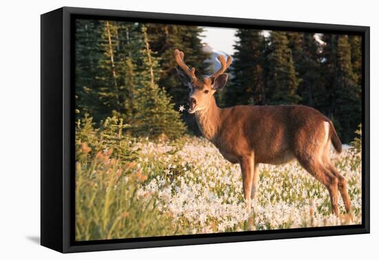 WA. Black-tailed deer, a buck in velvet, eating Avalanche Lily in a subalpine meadow at Olympic NP.-Gary Luhm-Framed Premier Image Canvas