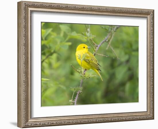 WA. Breeding plumage male Yellow Warbler (Dendroica petechia) on a perch at Marymoor Park, Redmond.-Gary Luhm-Framed Photographic Print