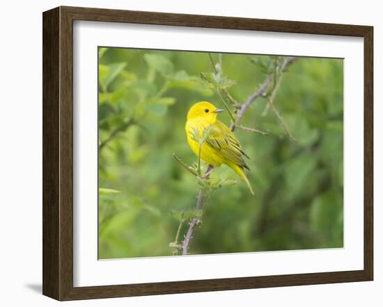 WA. Breeding plumage male Yellow Warbler (Dendroica petechia) on a perch at Marymoor Park, Redmond.-Gary Luhm-Framed Photographic Print