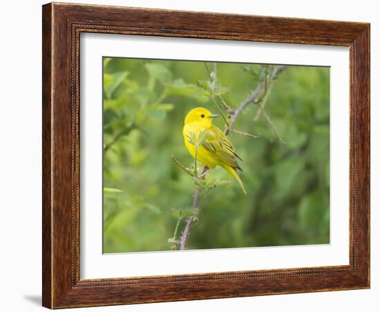 WA. Breeding plumage male Yellow Warbler (Dendroica petechia) on a perch at Marymoor Park, Redmond.-Gary Luhm-Framed Photographic Print
