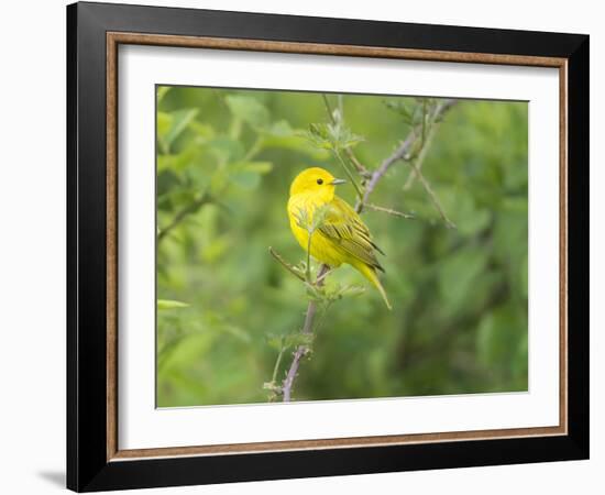 WA. Breeding plumage male Yellow Warbler (Dendroica petechia) on a perch at Marymoor Park, Redmond.-Gary Luhm-Framed Photographic Print