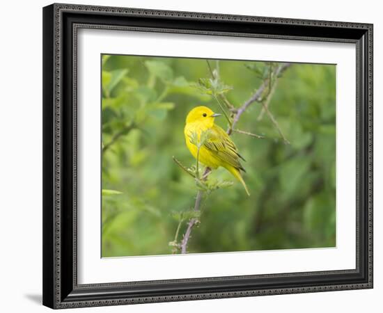 WA. Breeding plumage male Yellow Warbler (Dendroica petechia) on a perch at Marymoor Park, Redmond.-Gary Luhm-Framed Photographic Print