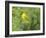 WA. Breeding plumage male Yellow Warbler (Dendroica petechia) on a perch at Marymoor Park, Redmond.-Gary Luhm-Framed Photographic Print