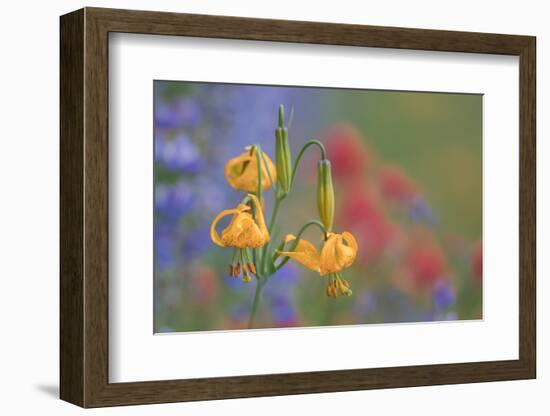 WA. Columbia Lily, lupine and Indian Paintbrush wildflowers at Hurricane Ridge, Olympic NP.-Gary Luhm-Framed Photographic Print