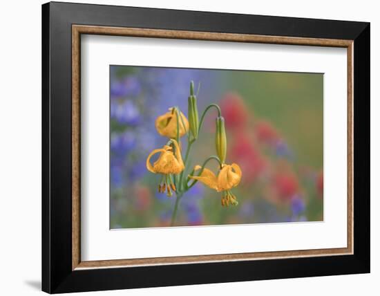 WA. Columbia Lily, lupine and Indian Paintbrush wildflowers at Hurricane Ridge, Olympic NP.-Gary Luhm-Framed Photographic Print