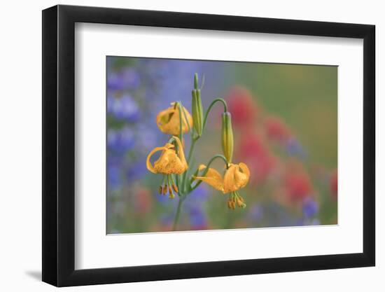 WA. Columbia Lily, lupine and Indian Paintbrush wildflowers at Hurricane Ridge, Olympic NP.-Gary Luhm-Framed Photographic Print