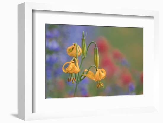 WA. Columbia Lily, lupine and Indian Paintbrush wildflowers at Hurricane Ridge, Olympic NP.-Gary Luhm-Framed Photographic Print