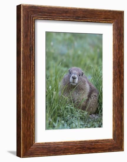 WA. Endemic Olympic Marmot (Marmota olympus) juvenile near Hurricane Ridge, Olympic National Park.-Gary Luhm-Framed Photographic Print