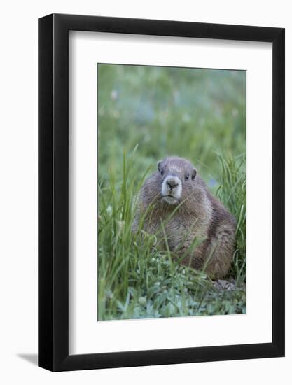 WA. Endemic Olympic Marmot (Marmota olympus) juvenile near Hurricane Ridge, Olympic National Park.-Gary Luhm-Framed Photographic Print