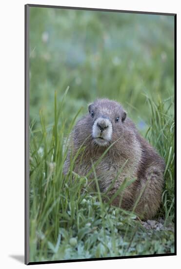 WA. Endemic Olympic Marmot (Marmota olympus) juvenile near Hurricane Ridge, Olympic National Park.-Gary Luhm-Mounted Photographic Print