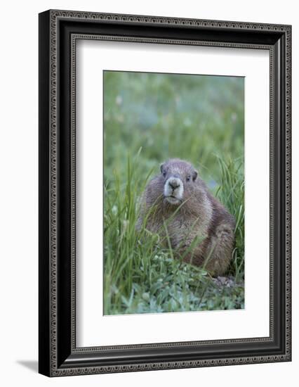 WA. Endemic Olympic Marmot (Marmota olympus) juvenile near Hurricane Ridge, Olympic National Park.-Gary Luhm-Framed Photographic Print
