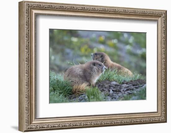 WA. Endemic Olympic Marmot (Marmota olympus) juveniles romp near Hurricane Ridge, Olympic NP.-Gary Luhm-Framed Photographic Print