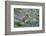 WA. Endemic Olympic Marmot (Marmota olympus) juveniles romp near Hurricane Ridge, Olympic NP.-Gary Luhm-Framed Photographic Print