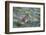 WA. Endemic Olympic Marmot (Marmota olympus) juveniles romp near Hurricane Ridge, Olympic NP.-Gary Luhm-Framed Photographic Print