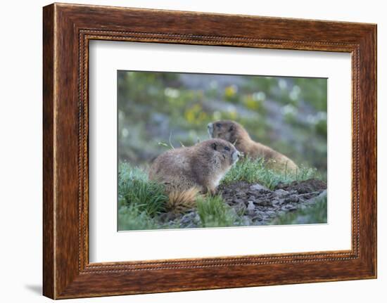 WA. Endemic Olympic Marmot (Marmota olympus) juveniles romp near Hurricane Ridge, Olympic NP.-Gary Luhm-Framed Photographic Print