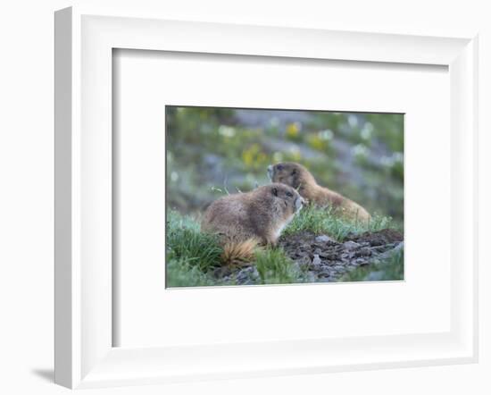 WA. Endemic Olympic Marmot (Marmota olympus) juveniles romp near Hurricane Ridge, Olympic NP.-Gary Luhm-Framed Photographic Print